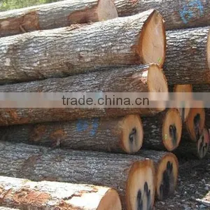 Birch Logs thumbnail-2