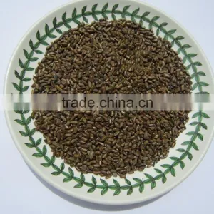 Cassia Tea/Cassia Tora Seed/Semen Cassiae Seeds/Cassia Tora Seeds From India - CTS thumbnail-4