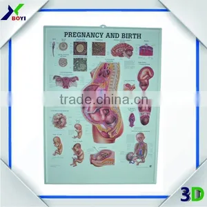 High Definition Pharma Promotional Gifts 3d Pvc Embossed Medical Poster thumbnail-2