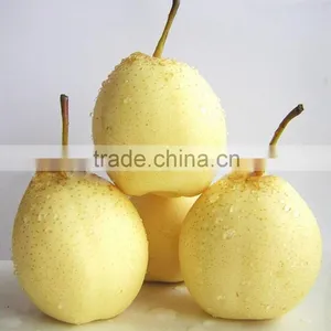 Supply Fresh Ya Pear With Good Quality for Sale thumbnail-2