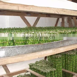 Indoor Plants 50cm Straight Lucky Bamboo Decorative Plant thumbnail-3