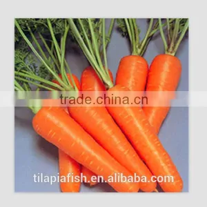 Bulk Carrot, Fresh Carrot Manufacture thumbnail-1