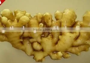 New Harvest,Top Quality Natural Ginger thumbnail-3