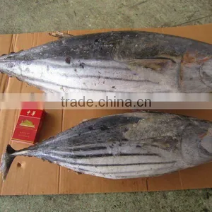 Frozen Skipjack Tuna thumbnail-1