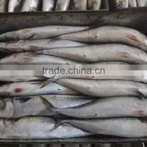 Frozen Pacific Mackerel New Fish thumbnail-1