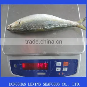 Good Quality Sea Frozen Sardine Fish thumbnail-2