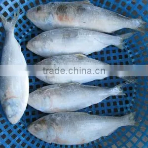 Frozen Sardine Fish thumbnail-1