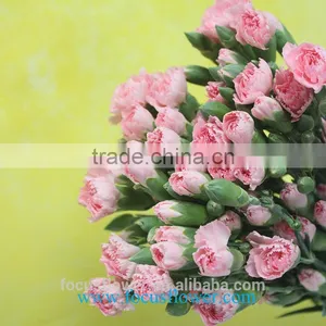 Various Carnation Flower High Quality Fresh Cut Carnation Flowers From Yunan Kunming thumbnail-3