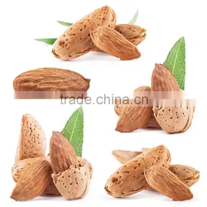 Almond Kernel thumbnail-1