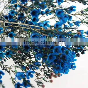 Colorful OEM Decorative Chimonanthus thumbnail-1