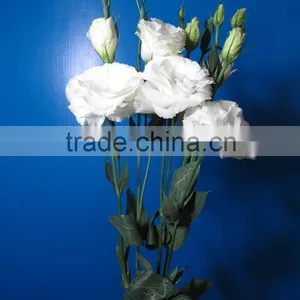 Good Smell Hotsell Provide High Quality Fresh Eustoma thumbnail-1