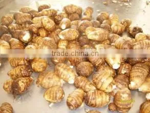 New Crop Taro Stem With High Quality thumbnail-1