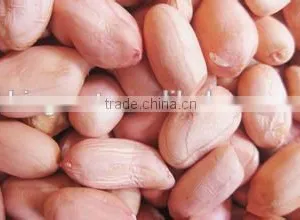 New Crop Peanut Kernels ,long and Round Type for Sale thumbnail-4
