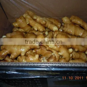 Fresh Ginger thumbnail-1