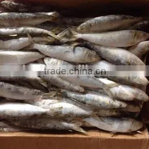 Size 8-10 Pcs/kg Frozen Sardine Whole thumbnail-1