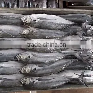 FROZEN HORSE MACKEREL WHOLE ROUND thumbnail-6