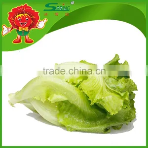 Plastic Lettuce Packaging Bags Bitter Lettuce (frisbee) thumbnail-1