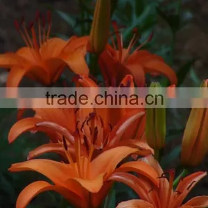 Fresh Orange Lilies thumbnail-1