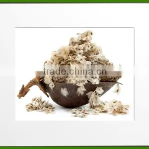 Paulownia Tomentosa Tree/paulownia Flower/royal Paulownia Flowering Tree Seeds for Sale thumbnail-1