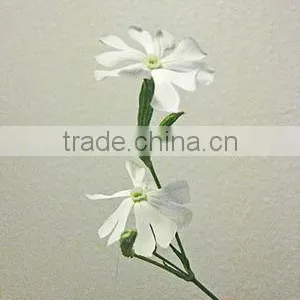 Silene Undulata thumbnail-1