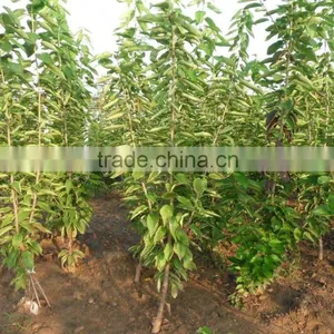 Cherry Tree Seedling thumbnail-2
