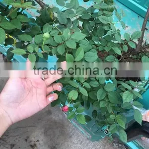 Easy Survival Rose Seedling thumbnail-4