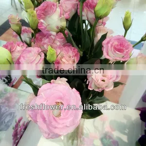 Best Quality Fresh Flower of Eustoma thumbnail-1