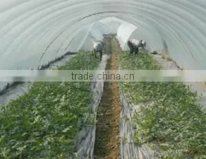 Agricultural Greenhouse Plastic Film thumbnail-1