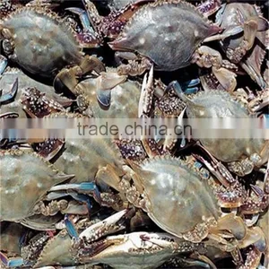 Iqf Frozen Blue Swimming Crabs in Whole Shell With Reasonable Price thumbnail-1