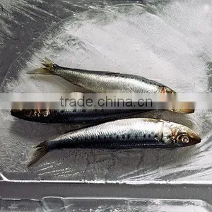 Frozen 100-150g Sardine Fish thumbnail-1