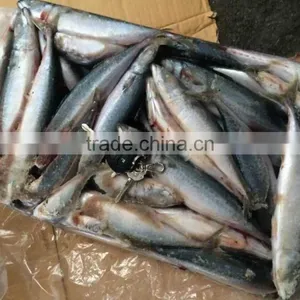 Supplies Hotel of Frozen Mackerel thumbnail-1