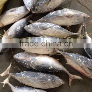 Dried Sprats of Bonito Tuna thumbnail-1
