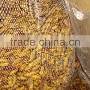 Popular Seafood in Thailand Frozen Silkworm Chrysalis thumbnail-2