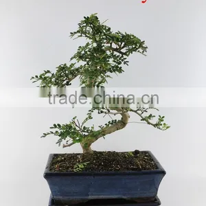 Pepper Tree Zanthoxylum 25cm Art thumbnail-1