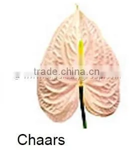Fresh Cut Flower ANTHURIUM Chaars thumbnail-1