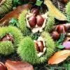 Sell Chestnuts thumbnail-1