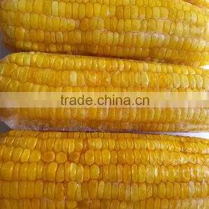 USA Frozen Yellow Sweet Corn From Vietnam thumbnail-4
