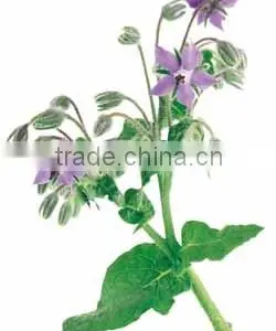 YiSenYuan Supply High Quality for Skin Bulk thumbnail-1