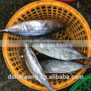 Frozen Skipjack Tuna From Chinese Manufacture With Size 300 - 750 g + thumbnail-4