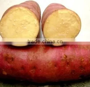 FRESH SWEET POTATOES WITH BEST PRICE AND GOOD QUALITY thumbnail-3