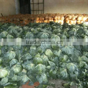 Cabbage, We Are Professional in Exporting Cabbage thumbnail-1