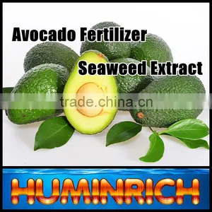 FAQ 29--How To Use Seaweed Fertilizer To Improve The Quality Of Avocado? thumbnail-2
