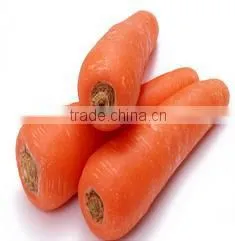 Fresh Carrot India/Fresh New Crop 2016 Carrot thumbnail-5