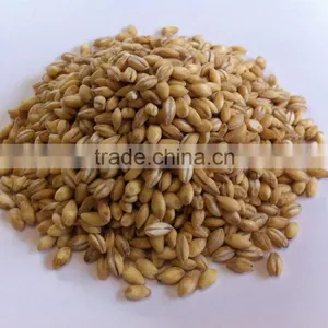 Barley thumbnail-1