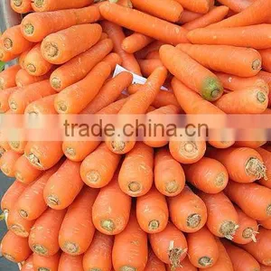 Carrot thumbnail-4