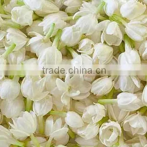 Jasmine Essential Oil 100% Natural |100% Pure Jasmine Oil | Ruh Chameli Oil thumbnail-5