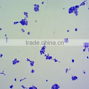 Microscope Glass Slide(Lab Equipment) Microbiology Prepared Slides thumbnail-2