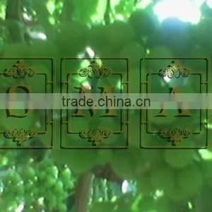 Flame Grapes thumbnail-2