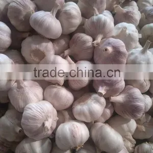 Fresh Garlic New Crop thumbnail-1