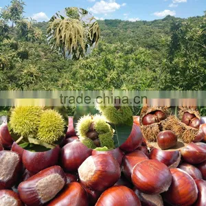 Sweet Fresh Chestnut in Shell Wholesale Chestnut thumbnail-6
